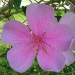 Tibouchina granulosa Квітка