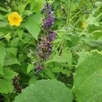 Nepeta azurea Blomma