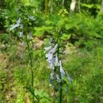 Salvia lyrataLorea