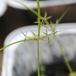 Cyperus sphacelatus पत्ता