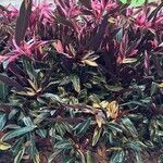 Stromanthe thalia Leaf
