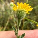 Pulicaria arabica Flower