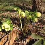 Helleborus viridis ശീലം