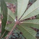 Cola rostrata Leaf