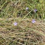 Campanula rotundifolia आदत