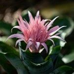 Aechmea fasciata Flower