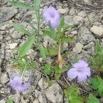 Ruellia humilis Хабит