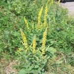 Verbascum nigrum花