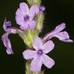 Verbena lasiostachys Çiçek