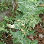 Nicotiana quadrivalvis Fulla