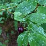 Vaccinium ovalifolium Fruit