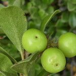 Arctostaphylos uva-ursi Frukto