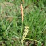 Carex tomentosa Other