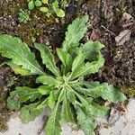 Erigeron bonariensis Hoja