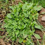 Cochlearia anglica आदत