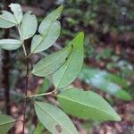 Myrcia splendens Leaf