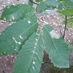 Castanea sativa叶