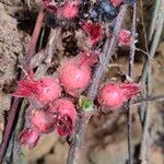 Sabicea pilosa Fruit