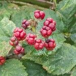 Rubus fruticosusFruto