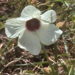 Hibiscus cannabinus Flower