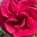 Rosa × odorata Blüte