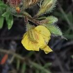 Fumana thymifolia Flower