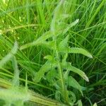 Crepis biennis Leaf