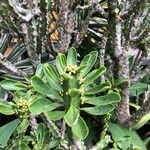 Euphorbia undulatifolia Leaf