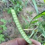 Chamaecrista fasciculata Fruit