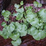Cardamine asarifolia Libunga