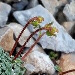 Saxifraga caesia Fula