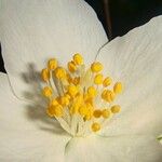 Philadelphus coronarius Alia