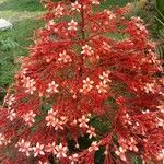 Clerodendrum paniculatum Kwiat