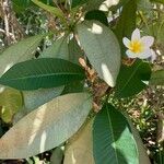 Plumeria alba L.Flower