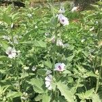 Althaea officinalis Blomst