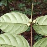 Tricalysia vadensis Other