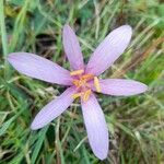 Colchicum alpinumBlüte