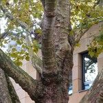 Platanus occidentalis Bark