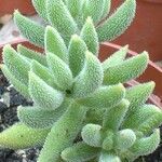 Crassula mesembryanthoides Hostoa