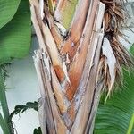 Ravenala madagascariensis 樹皮