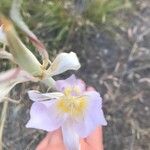 Calochortus macrocarpus Blomma