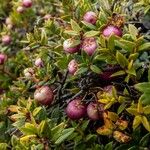 Gaultheria mucronata Fruit