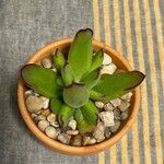 Sempervivum grandiflorum Hoja