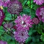 Astrantia majorBloem