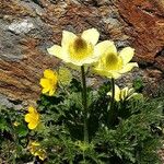 Anemone alpina Habitus