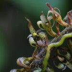 Bulbophyllum maximum Flower