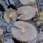 Nymphaea alba Leaf