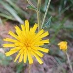 Hieracium sabaudum Flower