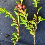 Kalmia procumbens 叶