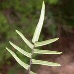 Pellaea atropurpurea Hoja